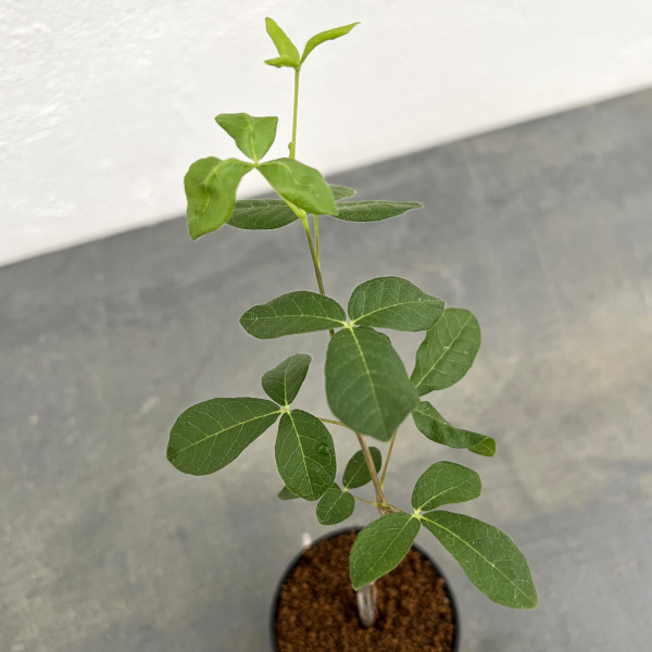 コミフォラ:sp.5 ノーザンマダガスカル 2.5号鉢植え
