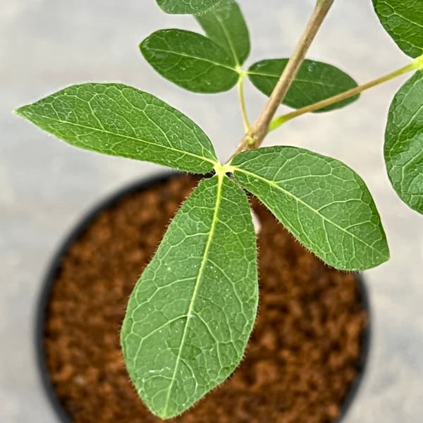 コミフォラ:sp.5 ノーザンマダガスカル 2.5号鉢植え