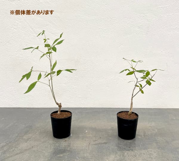 コミフォラ:ホルトジアナ 2.5号鉢植え