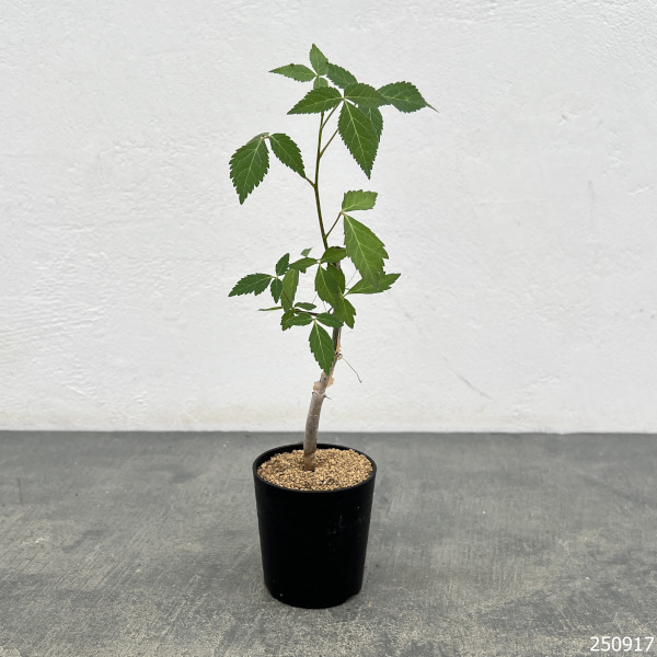 コミフォラ:ホルトジアナ 2.5号鉢植え