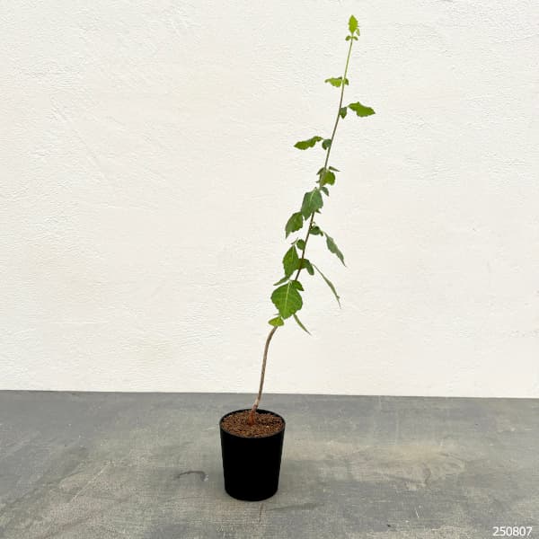 コミフォラ:sp.Langobaya tala 2.5号鉢植え