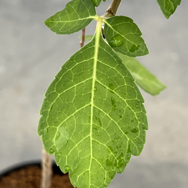 コミフォラ:sp.Langobaya tala 2.5号鉢植え