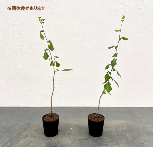 コミフォラ:sp.Langobaya tala 2.5号鉢植え