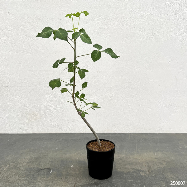 コミフォラ:アフリカーナルブリフロラ 2.5号鉢植え