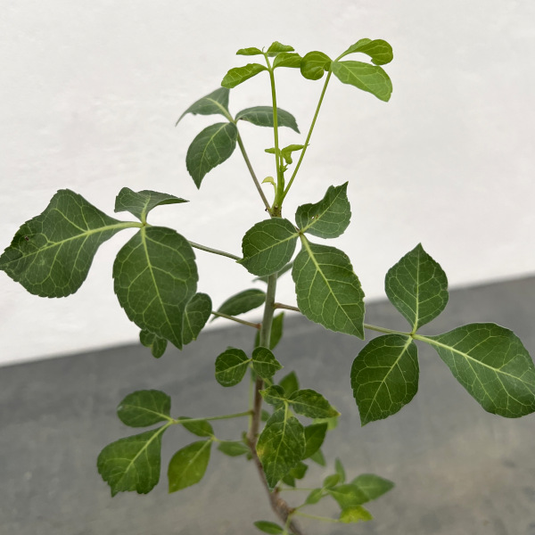 コミフォラ:アフリカーナルブリフロラ 2.5号鉢植え