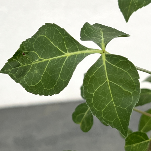 コミフォラ:アフリカーナルブリフロラ 2.5号鉢植え