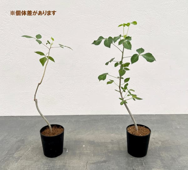 コミフォラ:アフリカーナルブリフロラ 2.5号鉢植え