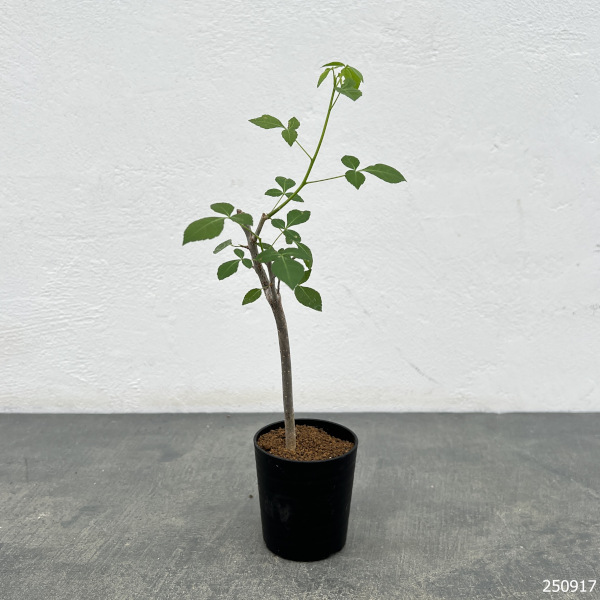 コミフォラ:アフリカーナルブリフロラ 2.5号鉢植え