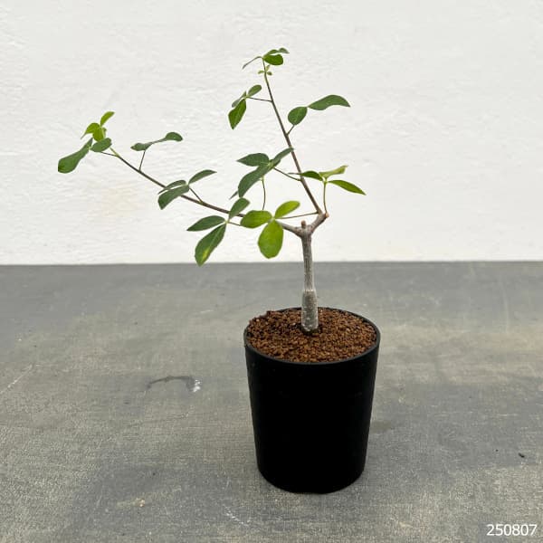 コミフォラ:sp.sff humbertii 2.5号鉢植え