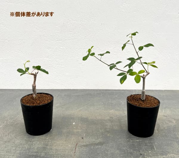 コミフォラ:sp.sff humbertii 2.5号鉢植え