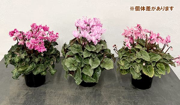 シクラメン:ラビリンス(ピンク系)4号鉢植え