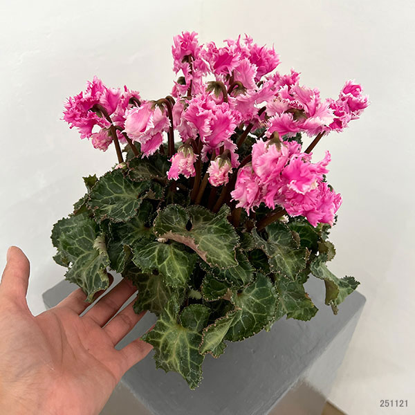 シクラメン:ラビリンス(ピンク系)4号鉢植え