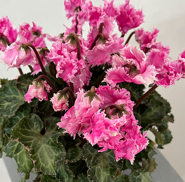 シクラメン:ラビリンス(ピンク系)4号鉢植え