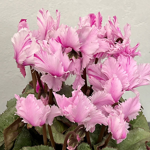 シクラメン:ラビリンス(ピンク系)4号鉢植え