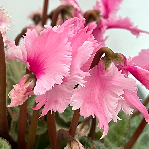 シクラメン:ラビリンス(ピンク系)4号鉢植え