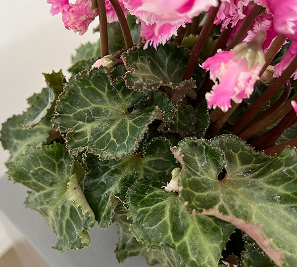 シクラメン:ラビリンス(ピンク系)4号鉢植え