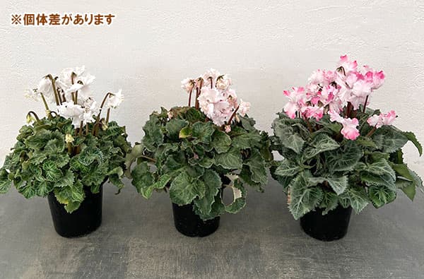 シクラメン:ラビリンス(ホワイト系)4号鉢植え