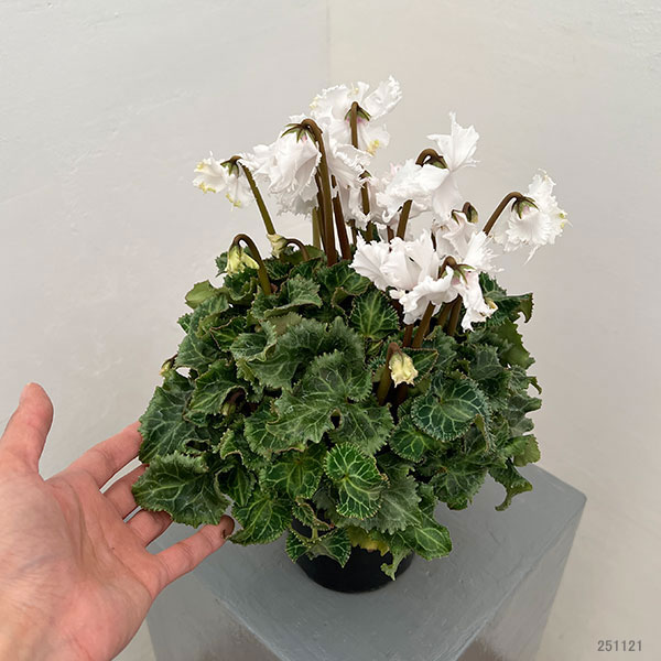 シクラメン:ラビリンス(ホワイト系)4号鉢植え