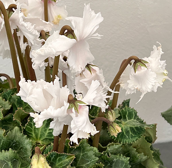 シクラメン:ラビリンス(ホワイト系)4号鉢植え