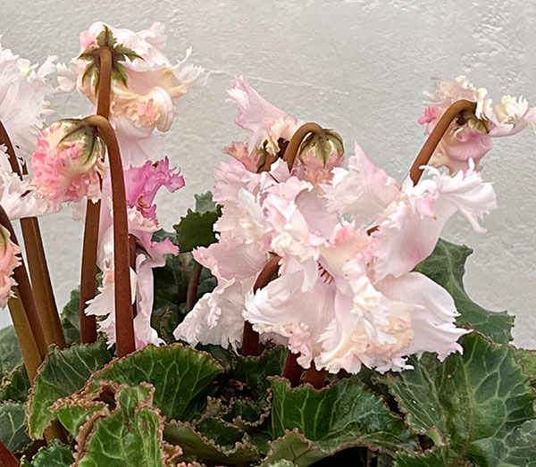 シクラメン:ラビリンス(ホワイト系)4号鉢植え