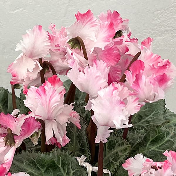 シクラメン:ラビリンス(ホワイト系)4号鉢植え