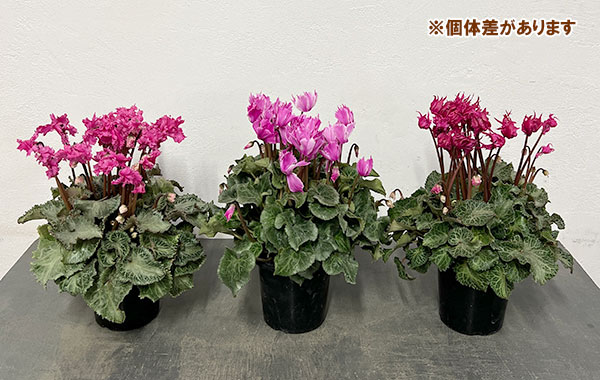 シクラメン:ラビリンス(ローズ系)4号鉢植え