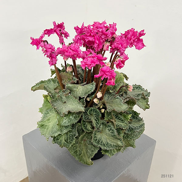 シクラメン:ラビリンス(ローズ系)4号鉢植え