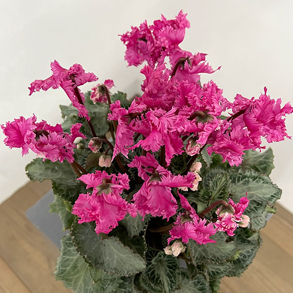 シクラメン:ラビリンス(ローズ系)4号鉢植え