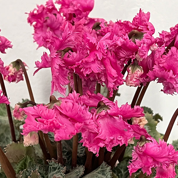 シクラメン:ラビリンス(ローズ系)4号鉢植え