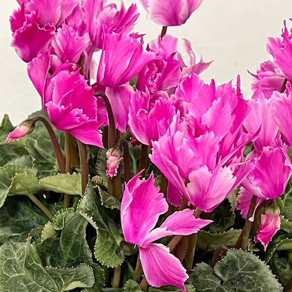 シクラメン:ラビリンス(ローズ系)4号鉢植え