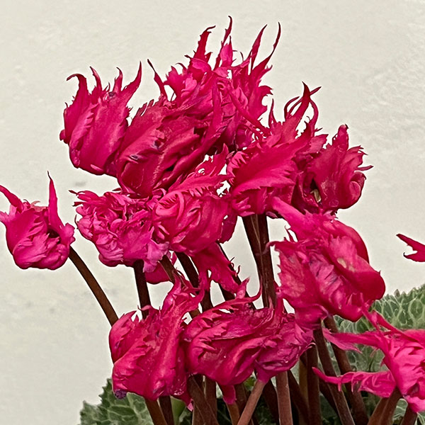 シクラメン:ラビリンス(ローズ系)4号鉢植え