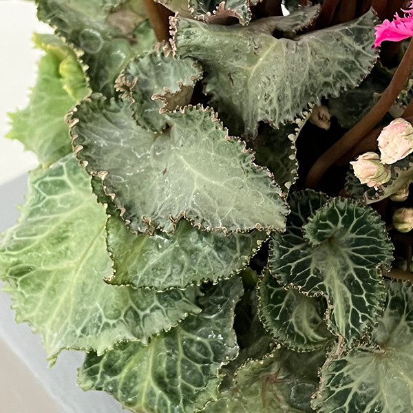 シクラメン:ラビリンス(ローズ系)4号鉢植え