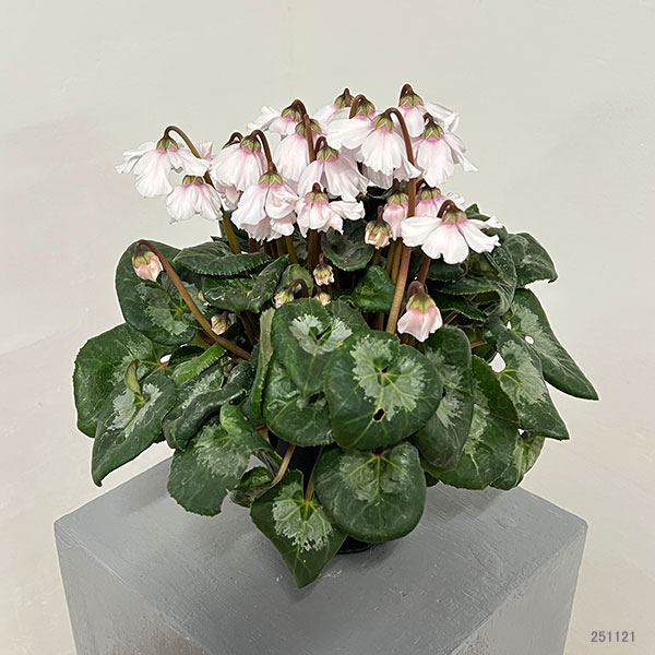 シクラメン：大内園芸さんの天使のはね　ホワイト系4号鉢植え