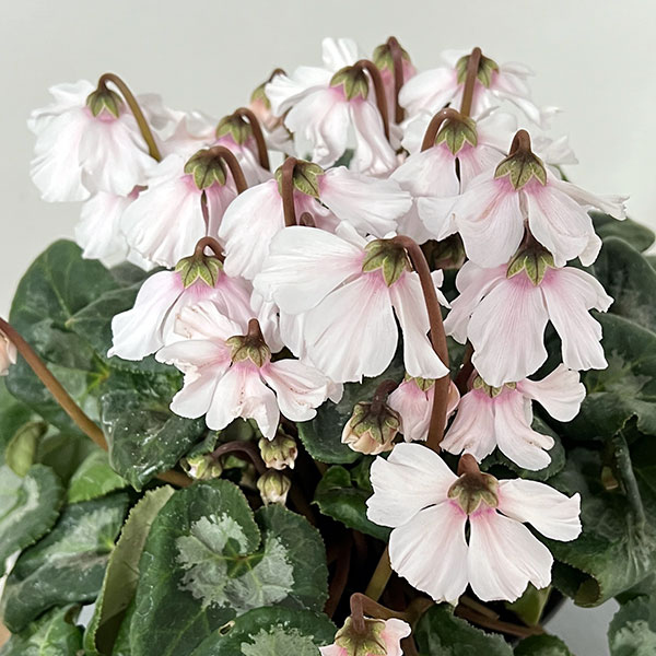 シクラメン：大内園芸さんの天使のはね　ホワイト系4号鉢植え