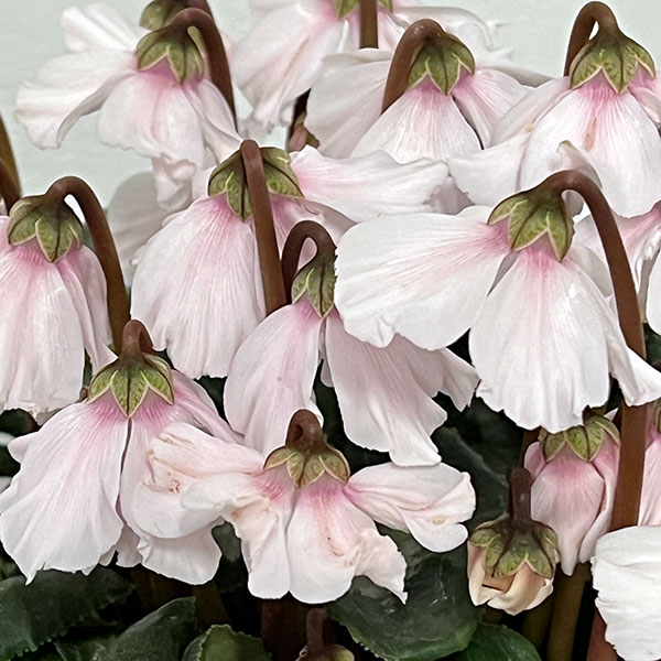 シクラメン：大内園芸さんの天使のはね　ホワイト系4号鉢植え