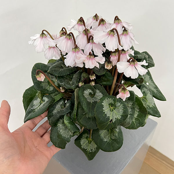 シクラメン：大内園芸さんの天使のはね　ホワイト系4号鉢植え