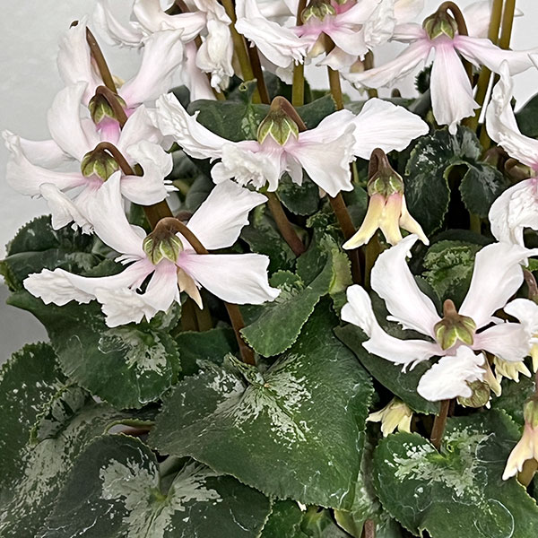 シクラメン：大内園芸さんの天使のはね　ホワイト系4号鉢植え