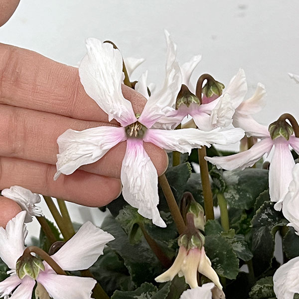 シクラメン：大内園芸さんの天使のはね　ホワイト系4号鉢植え