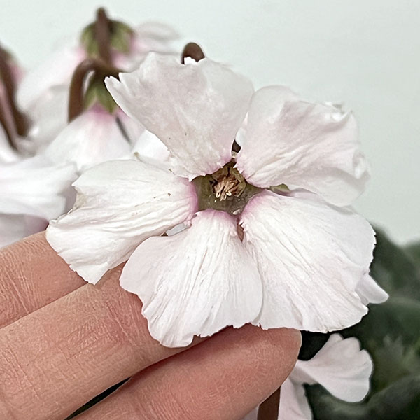 シクラメン：大内園芸さんの天使のはね　ホワイト系4号鉢植え