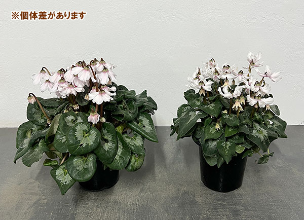 シクラメン：大内園芸さんの天使のはね　ホワイト系4号鉢植え