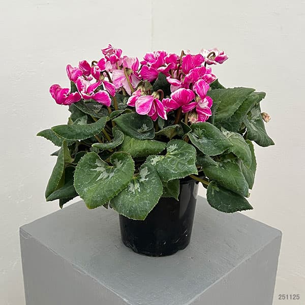 シクラメン：大内園芸さんの天使のはね　バイカラー系4号鉢植え