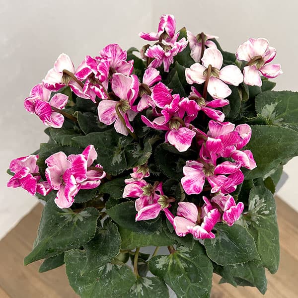 シクラメン：大内園芸さんの天使のはね　バイカラー系4号鉢植え