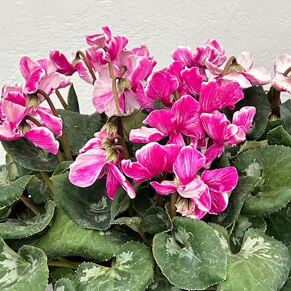 シクラメン：大内園芸さんの天使のはね　バイカラー系4号鉢植え