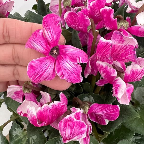 シクラメン：大内園芸さんの天使のはね　バイカラー系4号鉢植え