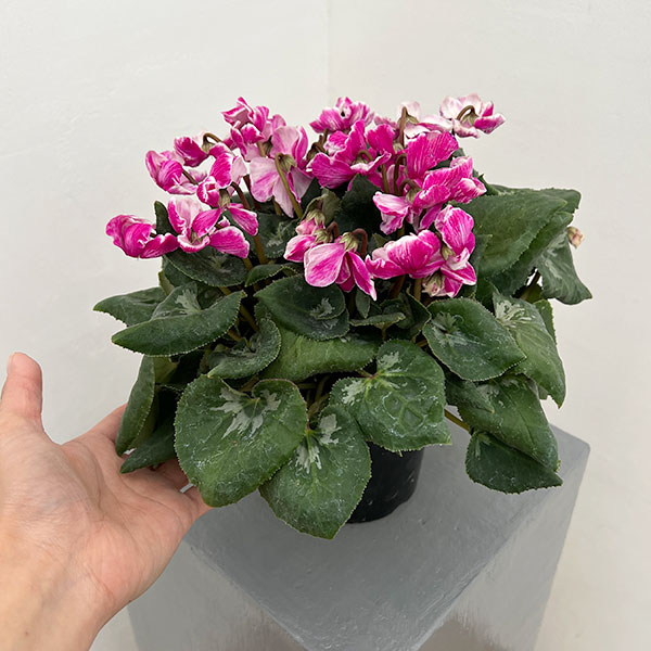 シクラメン：大内園芸さんの天使のはね　バイカラー系4号鉢植え