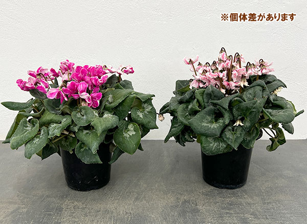 シクラメン：大内園芸さんの天使のはね　バイカラー系4号鉢植え