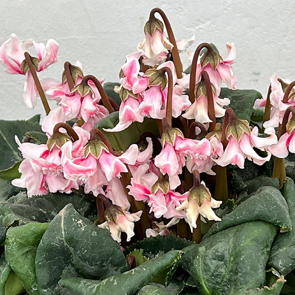 シクラメン：大内園芸さんの天使のはね　バイカラー系4号鉢植え