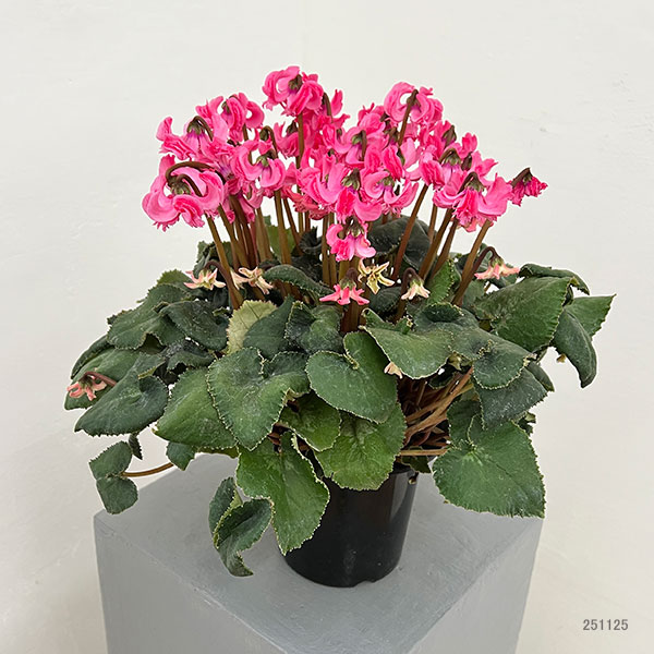 シクラメン:大内園芸さんの天使のはね ピンク系4号鉢植え