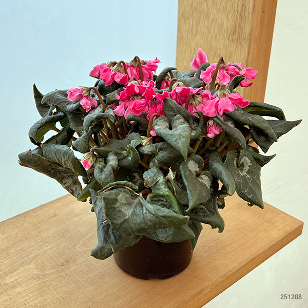 シクラメン:大内園芸さんの天使のはね ピンク系4号鉢植え