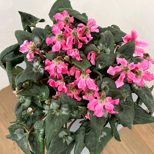 シクラメン:大内園芸さんの天使のはね ピンク系4号鉢植え